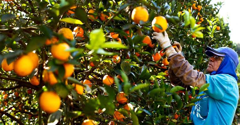 planting orange
